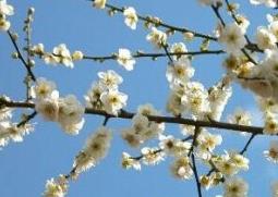 腊梅花的功效与营养价值 腊梅花的功效与营养价值与作用