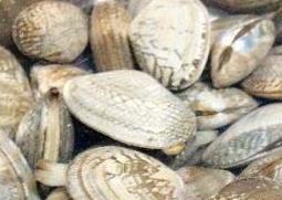 花蛤如何去沙 花蛤如何去沙去粪