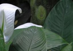 白掌的养殖方法与注意事项 白掌的养殖方法和注意事项水养白掌