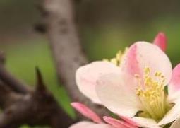 木瓜海棠花的养殖方法和注意事项有哪些