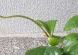 碧玉怎么养（小家碧玉怎么养）