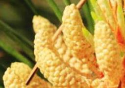 吃国珍松花粉的功效与作用 有人吃国珍松花粉真的有效吗