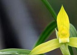 春兰的药用功效与用法 春兰的药用功效与用法用量