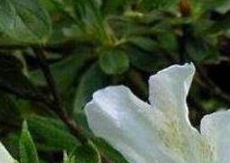 白花杜鹃的功效与作用 白花杜鹃的功效与作用图片