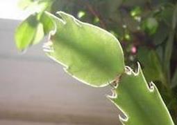 怎样嫁接蟹爪兰 仙人球怎样嫁接蟹爪兰