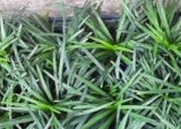 玉龙草的功效与作用（玉龙草的功效与作用图片）