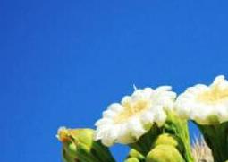 仙人掌花的作用与功效 仙人掌花的作用与功效与禁忌