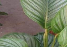 肖竹芋怎么养 绒叶肖竹芋能在家里栽吗