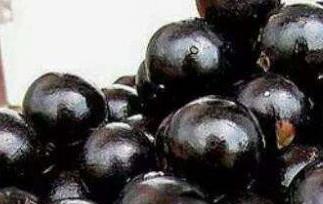 嘉宝果怎么吃好 嘉宝果的食用方法