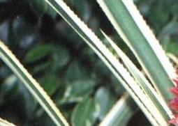 黑心金光菊的功效与作用（黑心金光菊能吃吗）