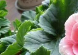 玻璃海棠花的养殖方法和注意事项有哪些