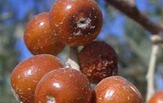 沙枣泡水喝的功效与作用（沙枣泡水喝的功效与作用禁忌）