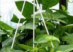 粉藤的功效与作用 粉藤的功效和作用及食用方法