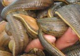 水蛭泡蜂蜜的功效与作用(蜂蜜泡鲜水蛭的功效)