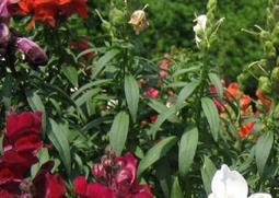 金鱼草的功效与作用（金鱼草的功效与作用图片）