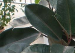 植物黑金刚的栽培养殖方法 绿植黑金刚的养殖方法