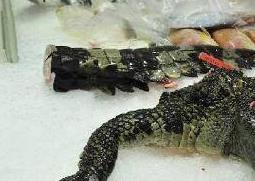 鳄鱼胆的功效与禁忌