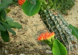 喷火龙的功效与作用（喷火龙的功效与作用图片）