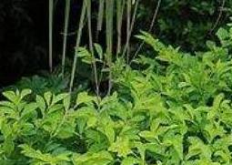 黄金叶怎么养（盆栽黄金叶怎么养）