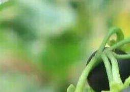 龙葵果能吃吗 没熟的龙葵果能吃吗