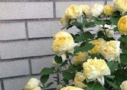 金丝雀花的养殖方法 金丝雀花的养殖方法和方法