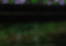 一叶兰怎么养 一叶兰怎么养护