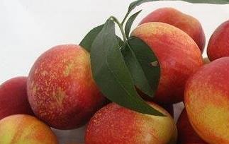 油桃热量高吗（油桃热量高吗?多少?）