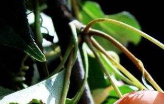 海棠果泡茶的功效与作用（海棠果泡茶的功效与作用是什么）