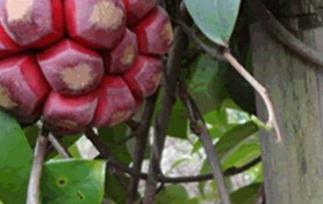 布福娜的功效与作用 布福娜的功效与作用吃法