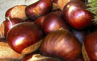 板栗的营养价值与功效 板栗的营养价值与功效和禁忌