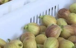 白糖蒸无花果的功效与作用 红糖蒸无花果有什么功效