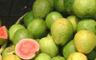 吃番石榴的好处和坏处（吃番石榴的好处和坏处有哪些）