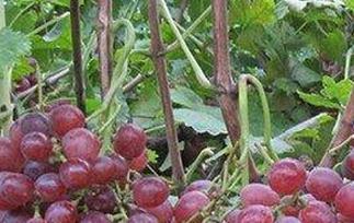 红提葡萄霜霉病防治（红提霜霉严重怎么治）