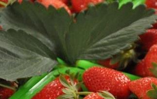 草莓怎么催熟 草莓是怎么催熟的