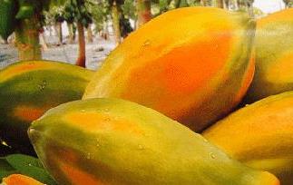 吃木瓜的好处 吃木瓜的好处与功效