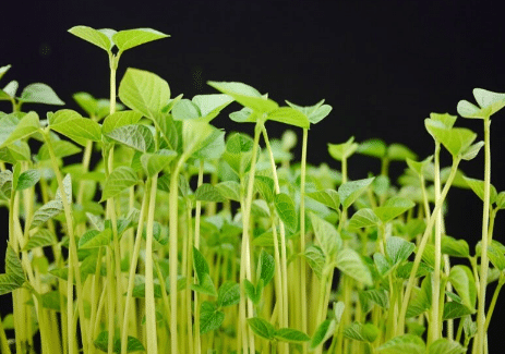 萝卜芽无土栽培技术，萝卜芽怎么种植