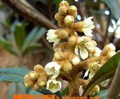 野生枇杷根的功效与作用