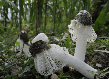 竹荪采摘时间及注意事项，竹荪好养吗，怎么养殖好