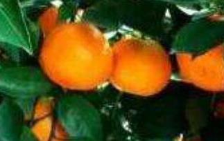 金钱柑的食用方法（金钱柑怎么吃）