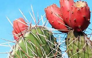 仙人掌的果实能吃吗（哪些仙人掌果实不能吃?）