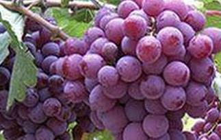 吃葡萄皮有什么好处 吃葡萄皮有什么好处可以减肥吗