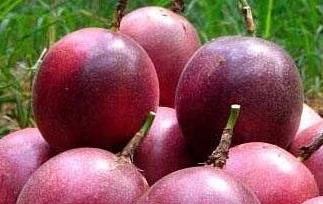 百香果的功效与作用及禁忌(百香果的功效与作用及禁忌人群)