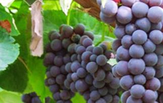 金星无核葡萄的功效与作用 金星无核葡萄苗