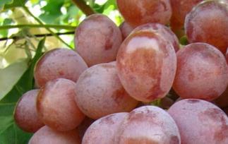 红提如何剥皮(红提剥皮后可以放多久)