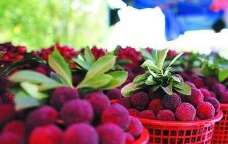 做月子能不能吃杨梅（做月子能不能吃杨梅酒）