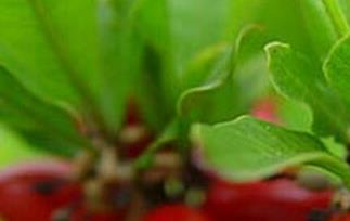 神秘果的功效与作用（神秘果的功效与作用及食用方法）