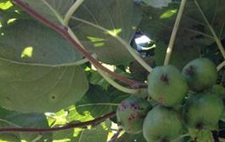 丰绿猕猴桃的功效与作用（翠绿猕猴桃的功效与作用）