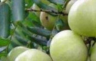 油甘子怎样腌制最好吃 怎么腌制油甘子好吃