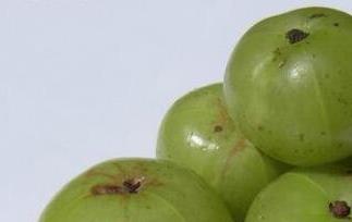 余甘果的功效与作用 余甘果的功效与作用及食用方法滕州戚庄地图