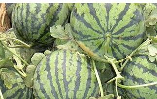 如何挑选好西瓜（如何挑选好西瓜 挑选西瓜的技巧）